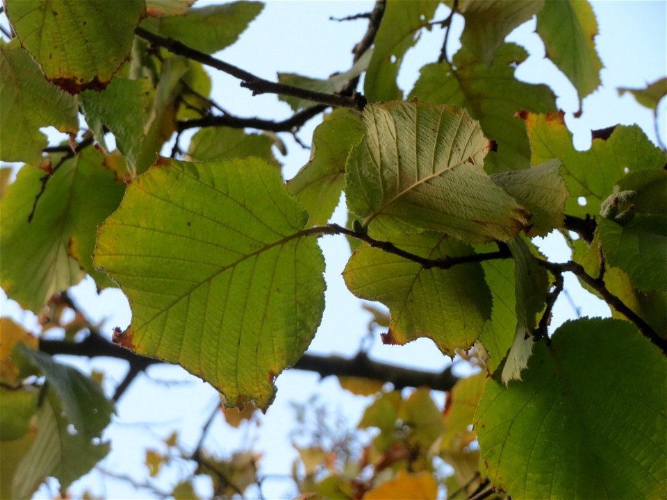 Schwarzerle (Alnus glutinosa) in Hockenheim
