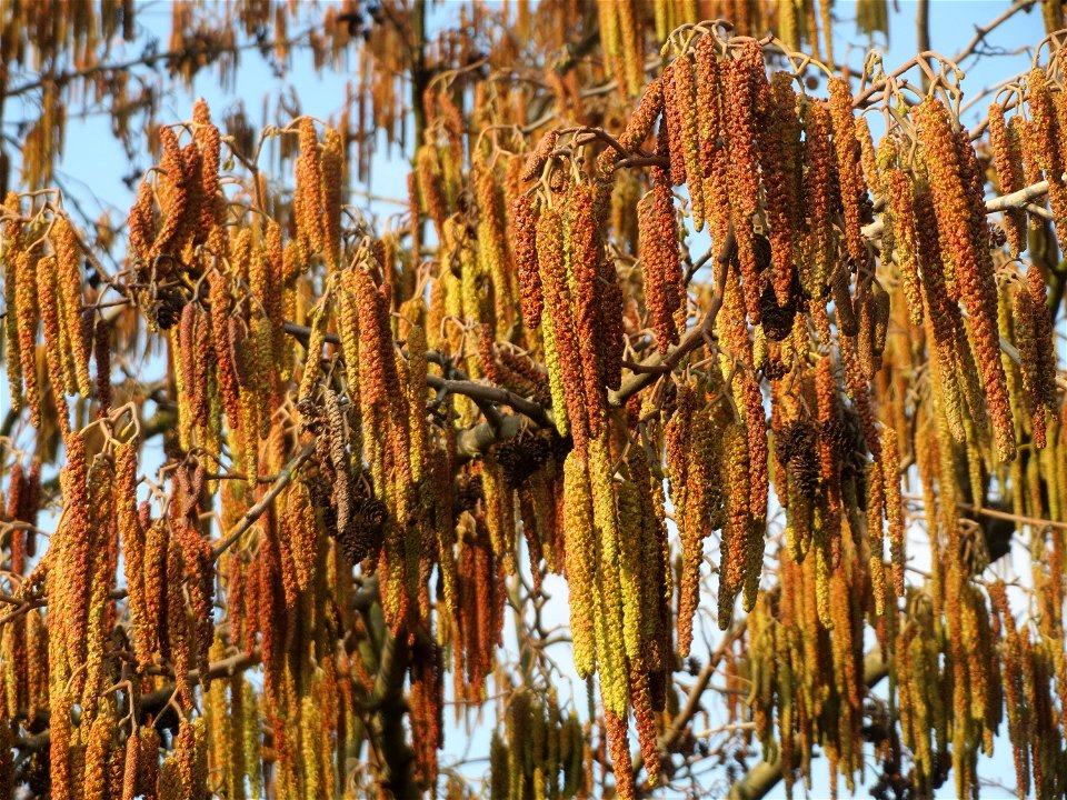 Schwarzerle (Alnus glutinosa) im Landesgartenschaupark Hockenheim