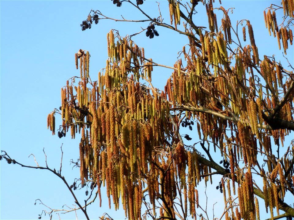 Schwarzerle (Alnus glutinosa) im Landesgartenschaupark Hockenheim
