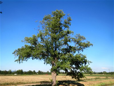 Schwarzerle (Alnus glutinosa) bei Reilingen