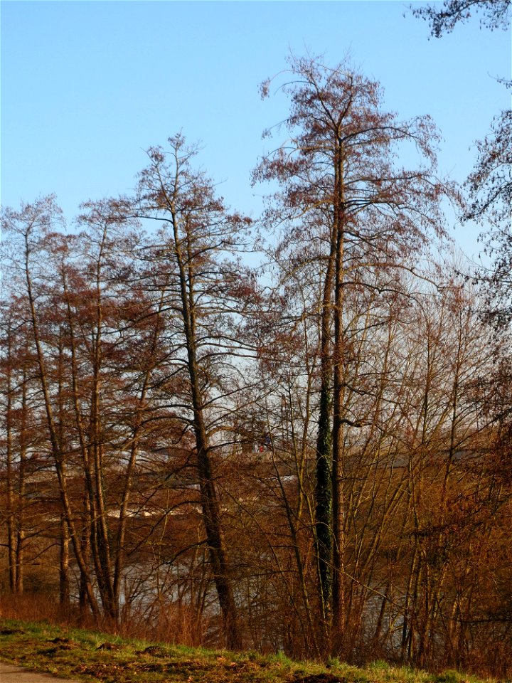 Schwarzerle (Alnus glutinosa) an der Saar in Saarbrücken