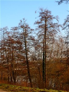 Schwarzerle (Alnus glutinosa) an der Saar in Saarbrücken