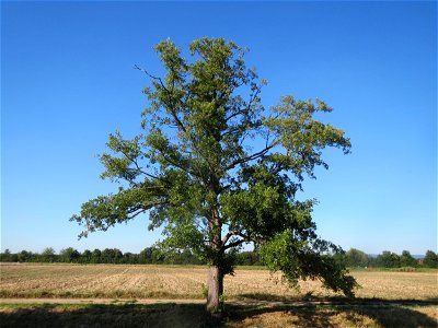 Schwarzerle (Alnus glutinosa) bei Reilingen