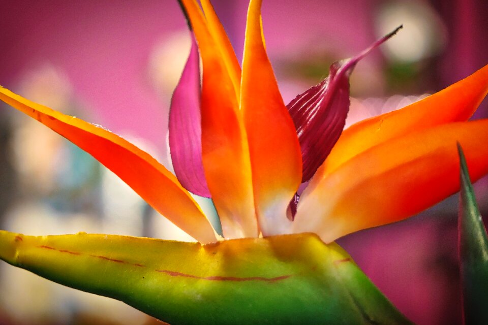 Farbenpracht close up tropics