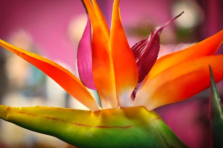 Farbenpracht close up tropics