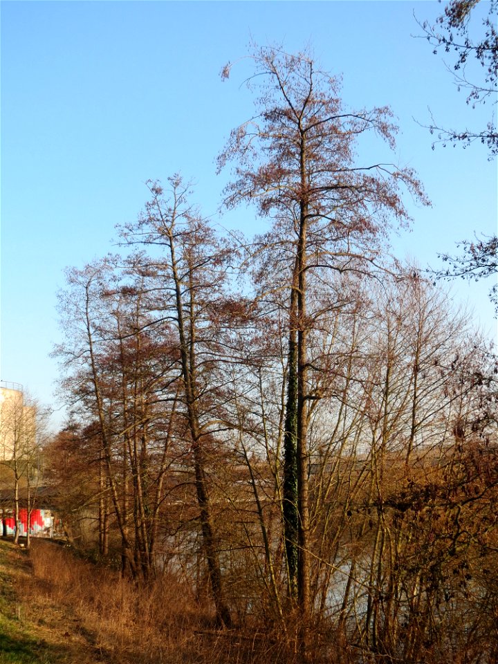 Schwarzerle (Alnus glutinosa) an der Saar in Saarbrücken