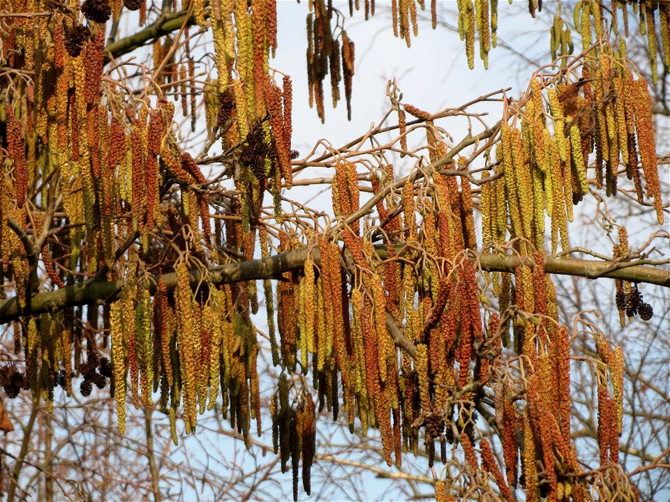 Schwarzerle (Alnus glutinosa) im Landesgartenschaupark Hockenheim