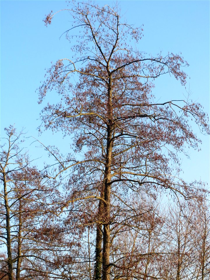 Schwarzerle (Alnus glutinosa) an der Saar in Saarbrücken