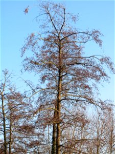 Schwarzerle (Alnus glutinosa) an der Saar in Saarbrücken