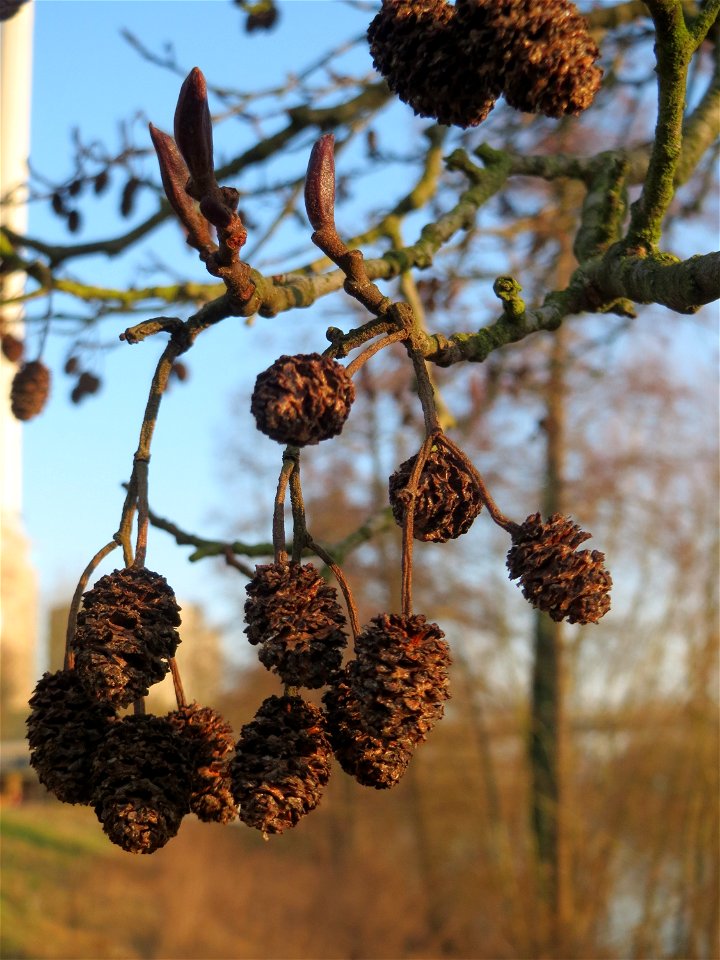 Schwarzerle (Alnus glutinosa) an der Saar in Saarbrücken