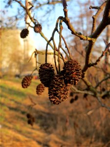 Schwarzerle (Alnus glutinosa) an der Saar in Saarbrücken
