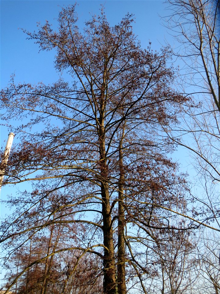 Schwarzerle (Alnus glutinosa) an der Saar in Saarbrücken