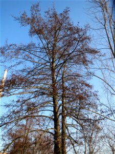 Schwarzerle (Alnus glutinosa) an der Saar in Saarbrücken