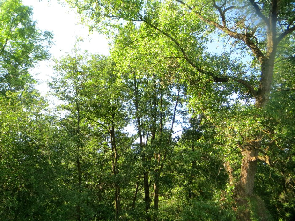 Undurchdringlicher Erlenbruchwald (Alnus glutinosa) im Naturschutzgebiet „Marlach“ im Landschaftsschutzgebiet „Hockenheimer Rheinbogen“