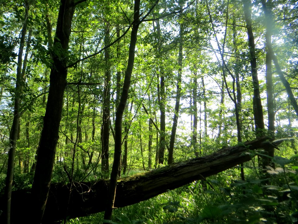 Undurchdringlicher Erlenbruchwald (Alnus glutinosa) im Naturschutzgebiet „Marlach“ im Landschaftsschutzgebiet „Hockenheimer Rheinbogen“