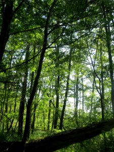 Undurchdringlicher Erlenbruchwald (Alnus glutinosa) im Naturschutzgebiet „Marlach“ im Landschaftsschutzgebiet „Hockenheimer Rheinbogen“