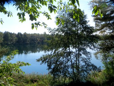 Schwarzerle (Alnus glutinosa) am Hockenheimer Baggersee in der Schwetzinger Hardt
