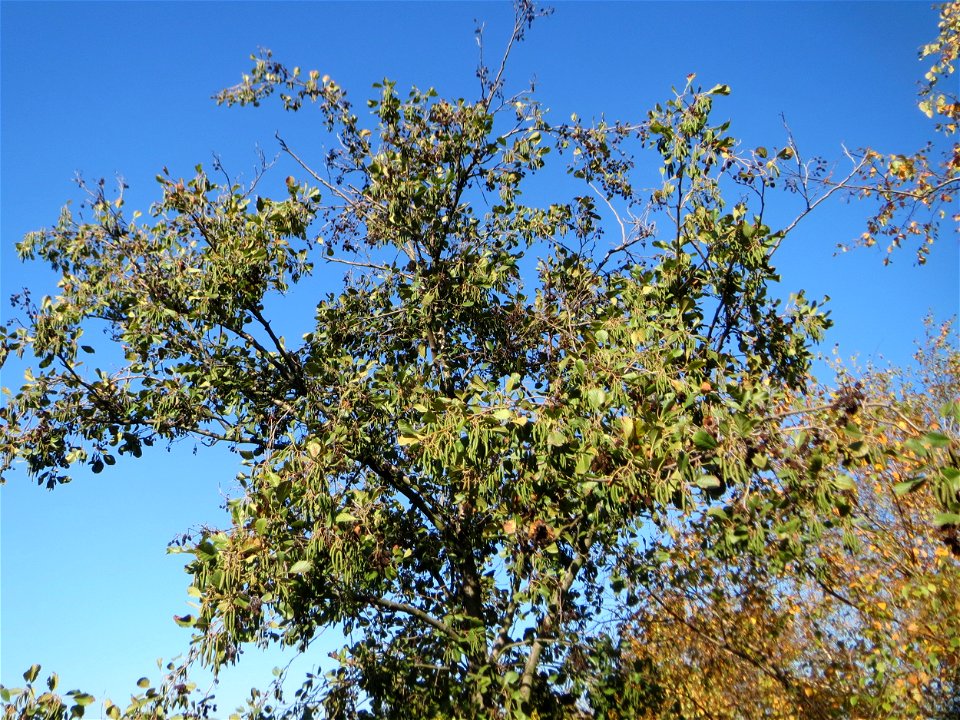 Schwarzerle (Alnus glutinosa) in Hockenheim