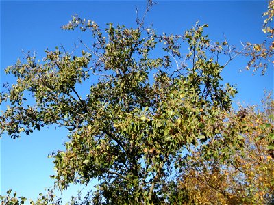 Schwarzerle (Alnus glutinosa) in Hockenheim