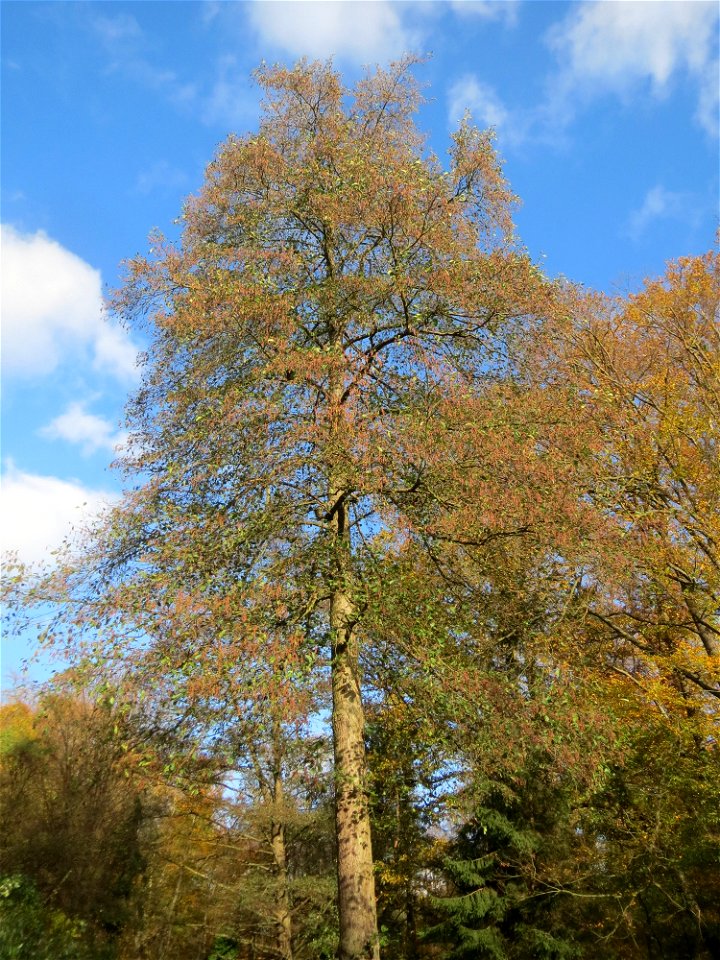 Schwarzerle (Alnus glutinosa) im Dianenhain in Saarbrücken