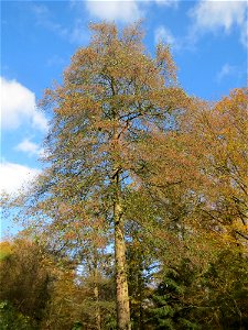 Schwarzerle (Alnus glutinosa) im Dianenhain in Saarbrücken