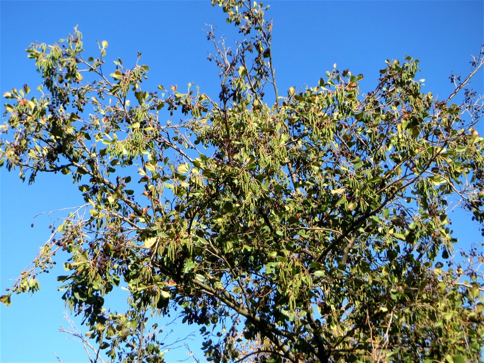 Schwarzerle (Alnus glutinosa) in Hockenheim