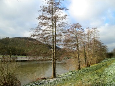 Schwarzerle (Alnus glutinosa) an der Saar in Saarbrücken
