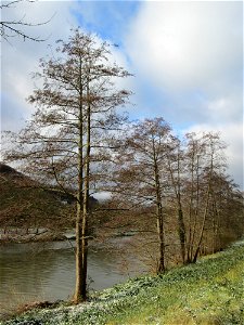 Schwarzerle (Alnus glutinosa) an der Saar in Saarbrücken
