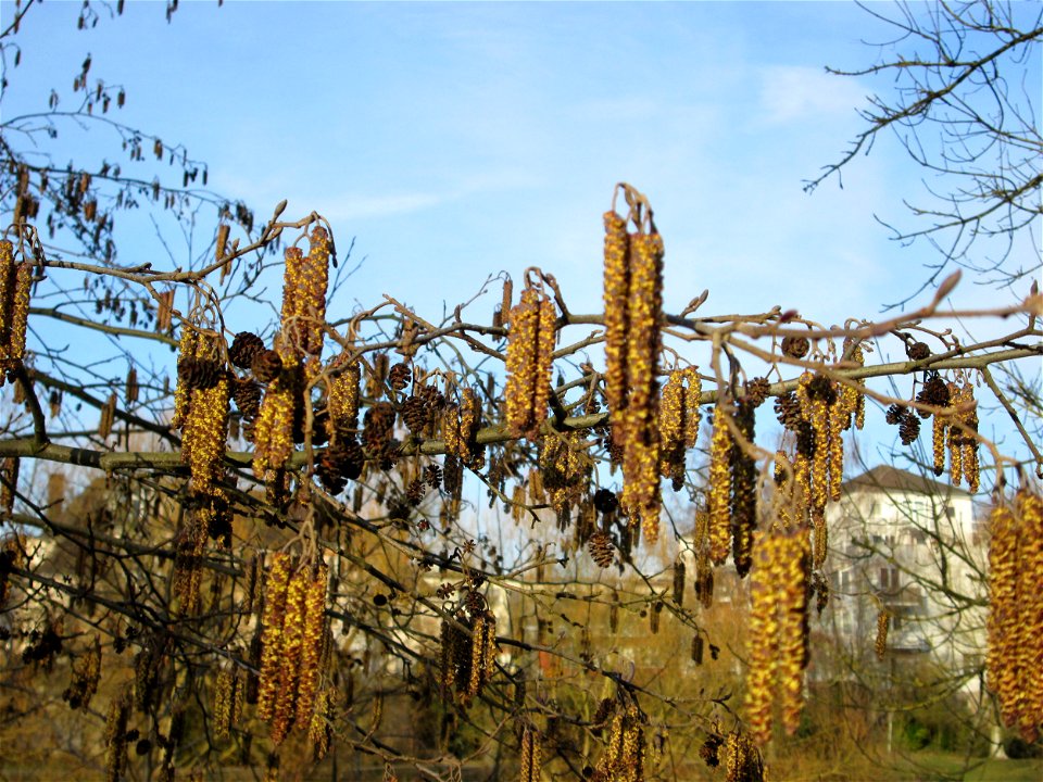 Schwarzerle (Alnus glutinosa) an der Saar in Saarbrücken