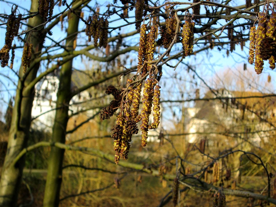 Schwarzerle (Alnus glutinosa) an der Saar in Saarbrücken
