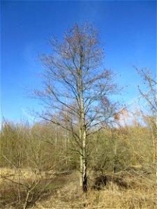 Schwarzerle (Alnus glutinosa) im Naturschutzgebiet „St. Arnualer Wiesen“