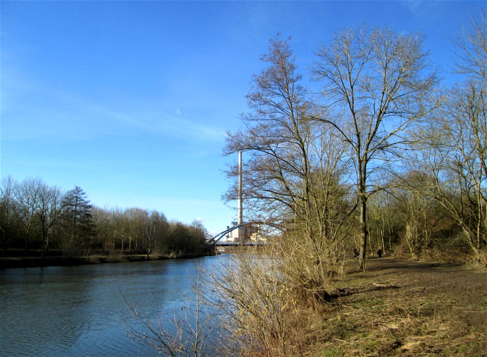 Schwarzerle (Alnus glutinosa) im Naturschutzgebiet „St. Arnualer Wiesen“