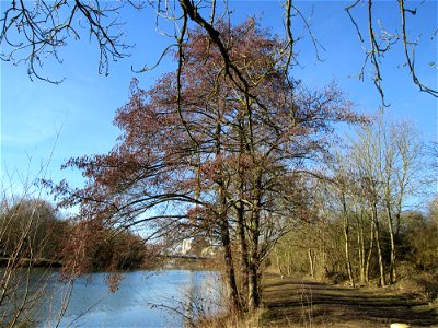 Schwarzerle (Alnus glutinosa) im Naturschutzgebiet „St. Arnualer Wiesen“