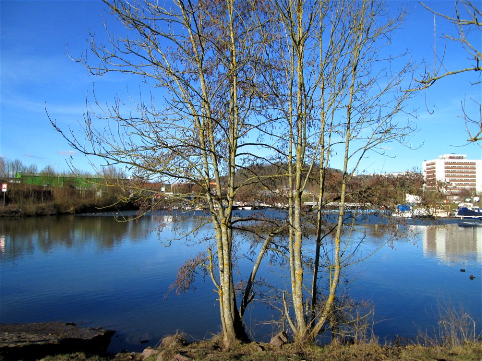 Schwarzerle (Alnus glutinosa) am Osthafen Saarbrücken