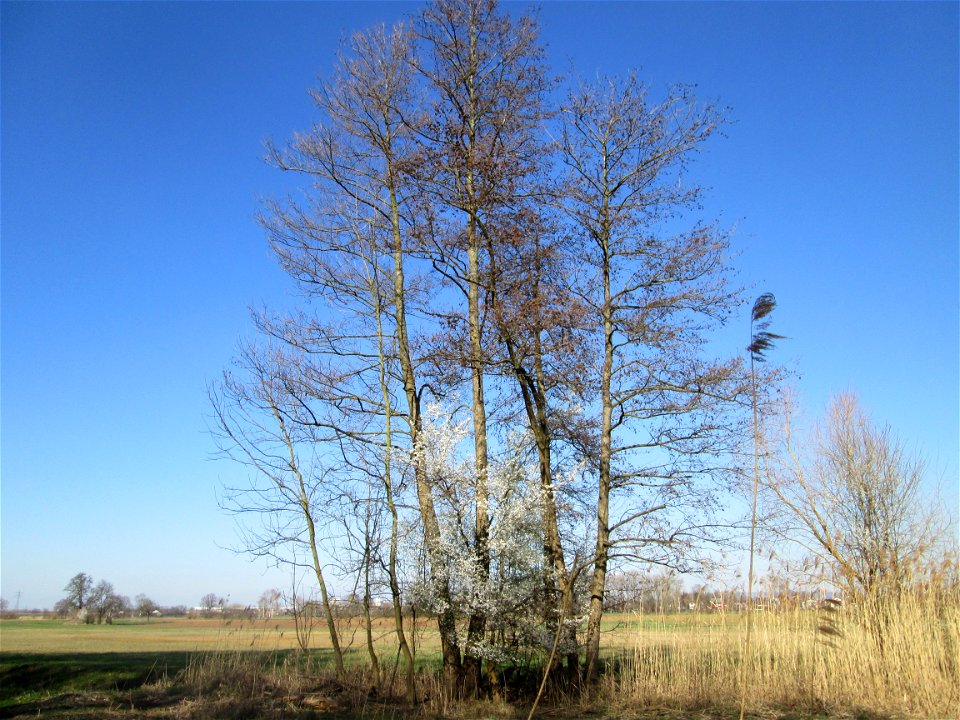 Schwarzerle (Alnus glutinosa) im Naturschutzgebiet „Bachwiesen/Leopoldswiesen“ im Hockenheimer Rheinbogen