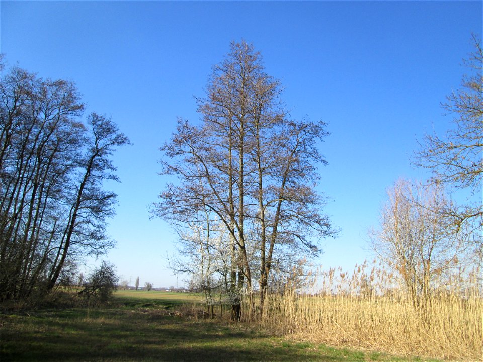 Schwarzerle (Alnus glutinosa) im Naturschutzgebiet „Bachwiesen/Leopoldswiesen“ im Hockenheimer Rheinbogen