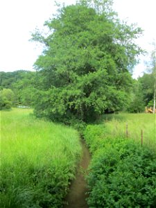 Schwarzerle (Alnus glutinosa) im Landschaftsschutzgebiet „Wisch- und Wogbachtal“ bei Bischmisheim