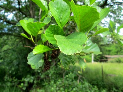 Schwarzerle (Alnus glutinosa) im Landschaftsschutzgebiet „Wisch- und Wogbachtal“ bei Bischmisheim