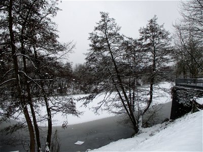Schwarzerle (Alnus glutinosa) am Osthafen Saarbrücken