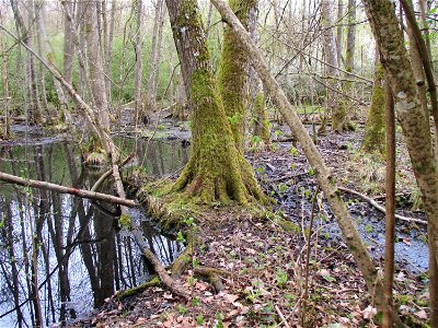 Brettwurzeln einer Schwarzerle (Alnus glutinosa) im Meerwald bei Bübingen