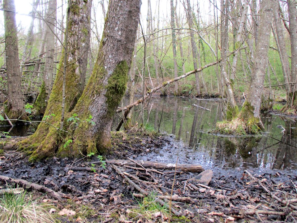 Brettwurzeln einer Schwarzerle (Alnus glutinosa) im Meerwald bei Bübingen