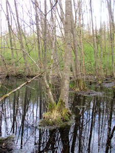 Brettwurzeln einer Schwarzerle (Alnus glutinosa) im Meerwald bei Bübingen