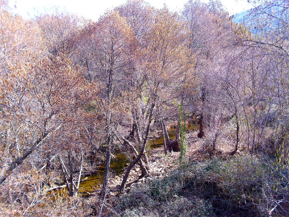 Alnus glutinosa Robledillo river, Sierra Madrona, Spain