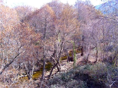 Alnus glutinosa Robledillo river, Sierra Madrona, Spain