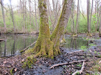 Brettwurzeln einer Schwarzerle (Alnus glutinosa) im Meerwald bei Bübingen