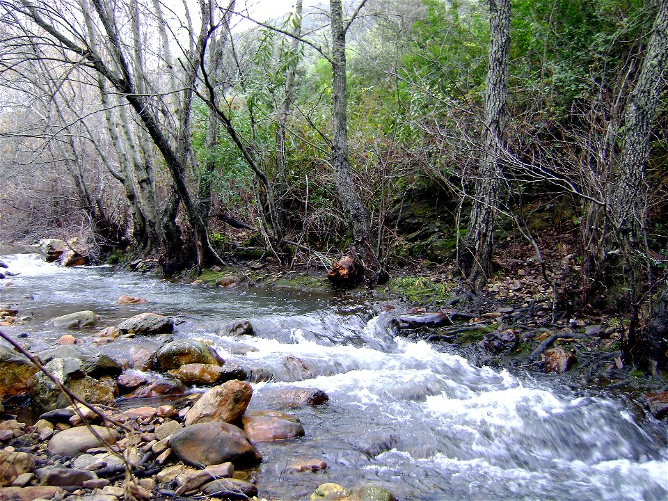 Alnus glutinosa habitus, Sierra Madrona, Spain