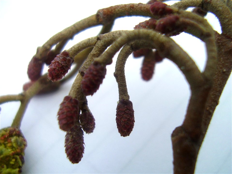 Alnus glutinosa
own work

Rob Hille