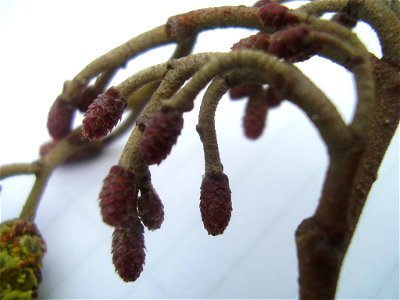 Alnus glutinosa
own work

Rob Hille