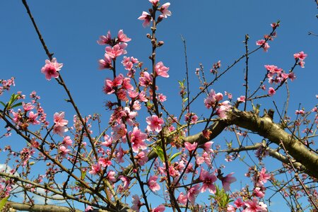 Botanist tree flourish