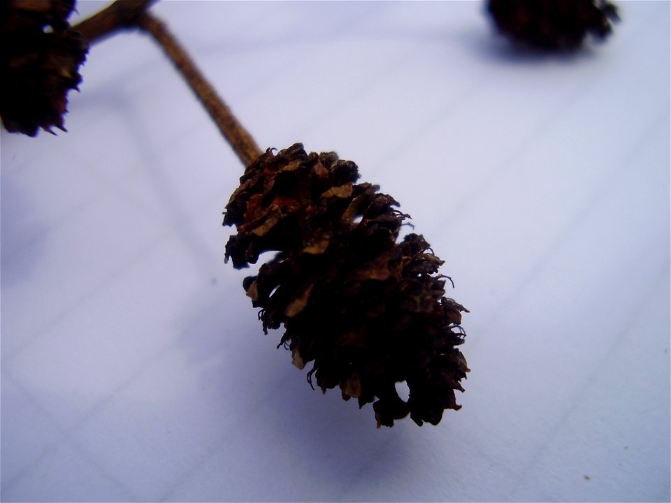 Alnus glutinosa
own work

Rob Hille